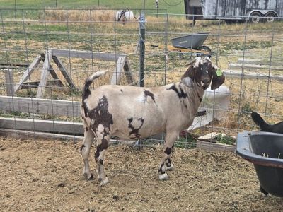 registered red dapple boer doe