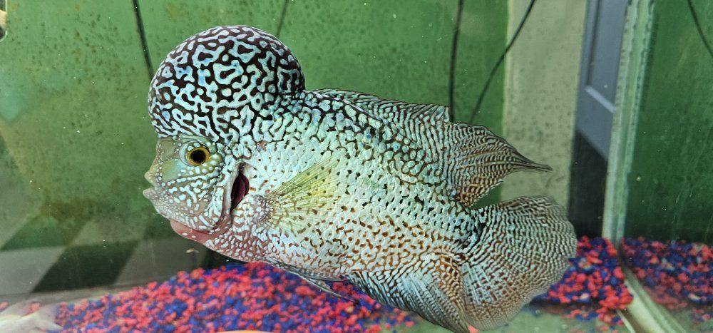 Flowerhorn
