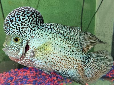 Flowerhorn