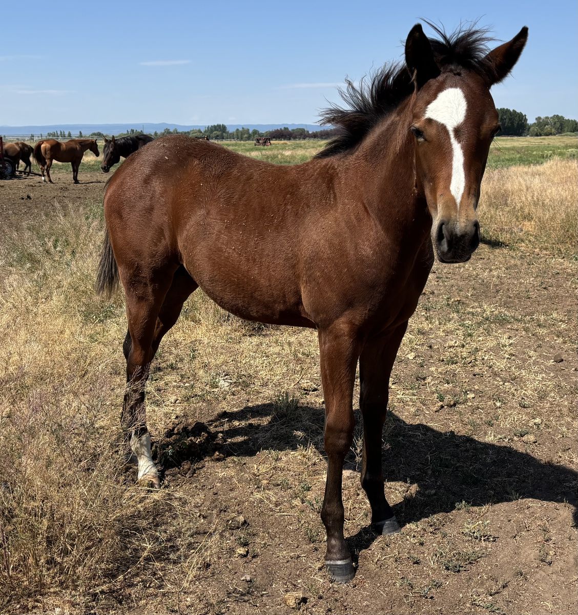 2026 Bay AQHA Registered Filly "Jasmine"