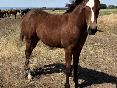 2026 Bay AQHA Registered Filly "Jasmine"