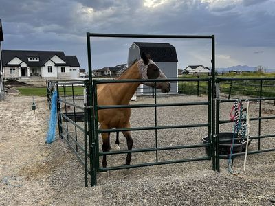 Livestock panels
