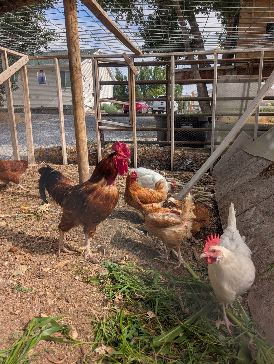 Free rooster without neck feathers
