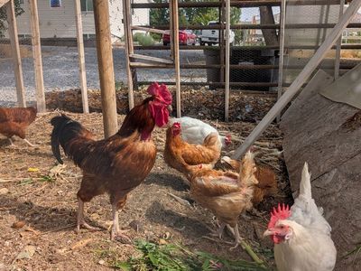 Free rooster without neck feathers