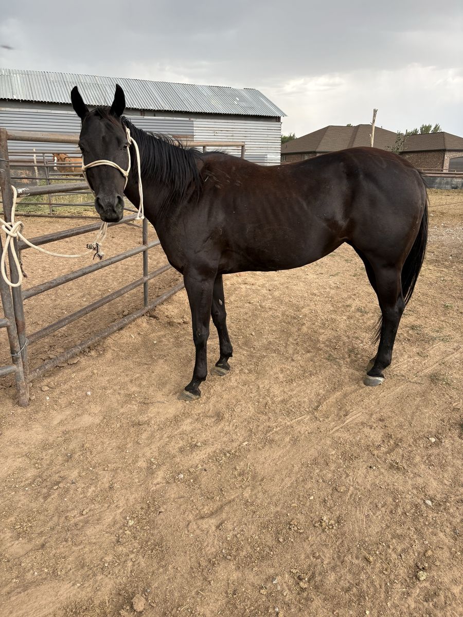 15 year old Aqha Mare 