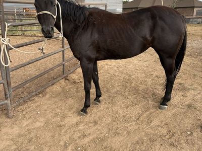 15 year old Aqha Mare