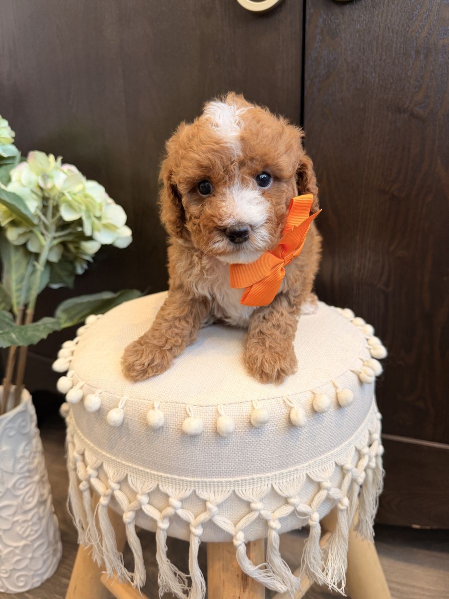 Cavapoo Puppies - Male 10-13lbs