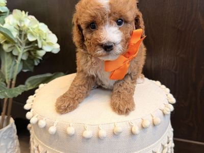 Cavapoo Puppies - Male 10-13lbs