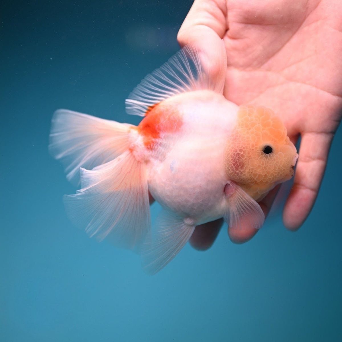 Sakura Rose Tail Oranda Goldfish 