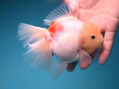 Sakura Rose Tail Oranda Goldfish