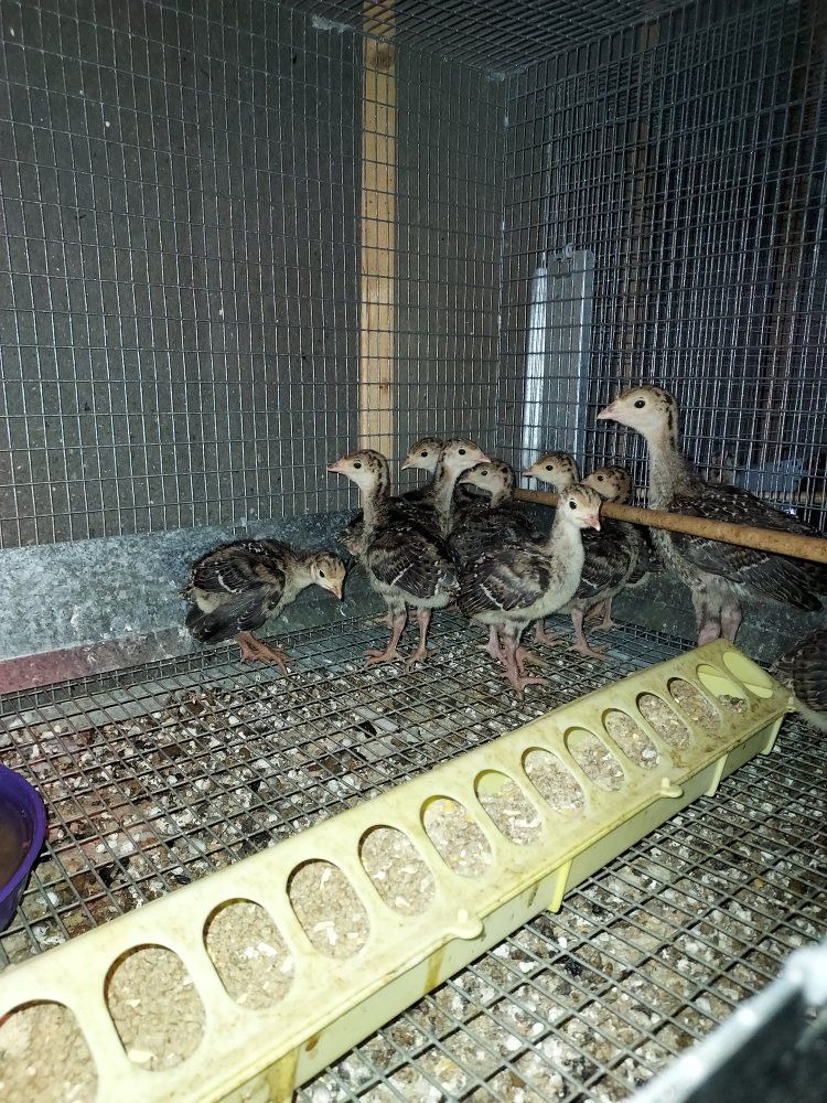 Standard Bronze Turkey poults $25.00 each