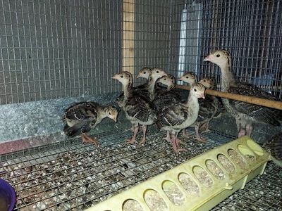 Standard Bronze Turkey poults $25.00 each