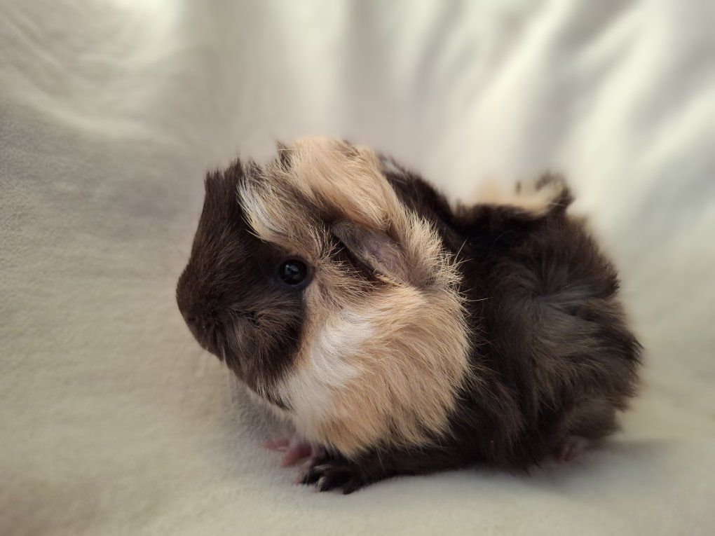 Baby Guinea Pig: Rudy