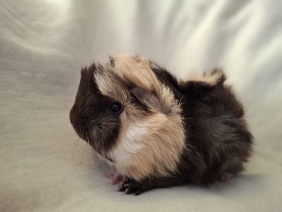 Baby Guinea Pig: Rudy