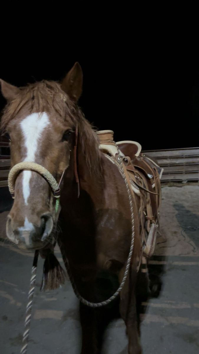 Grade 3 yr old gelding