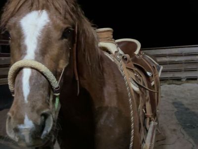 Grade 3 yr old gelding