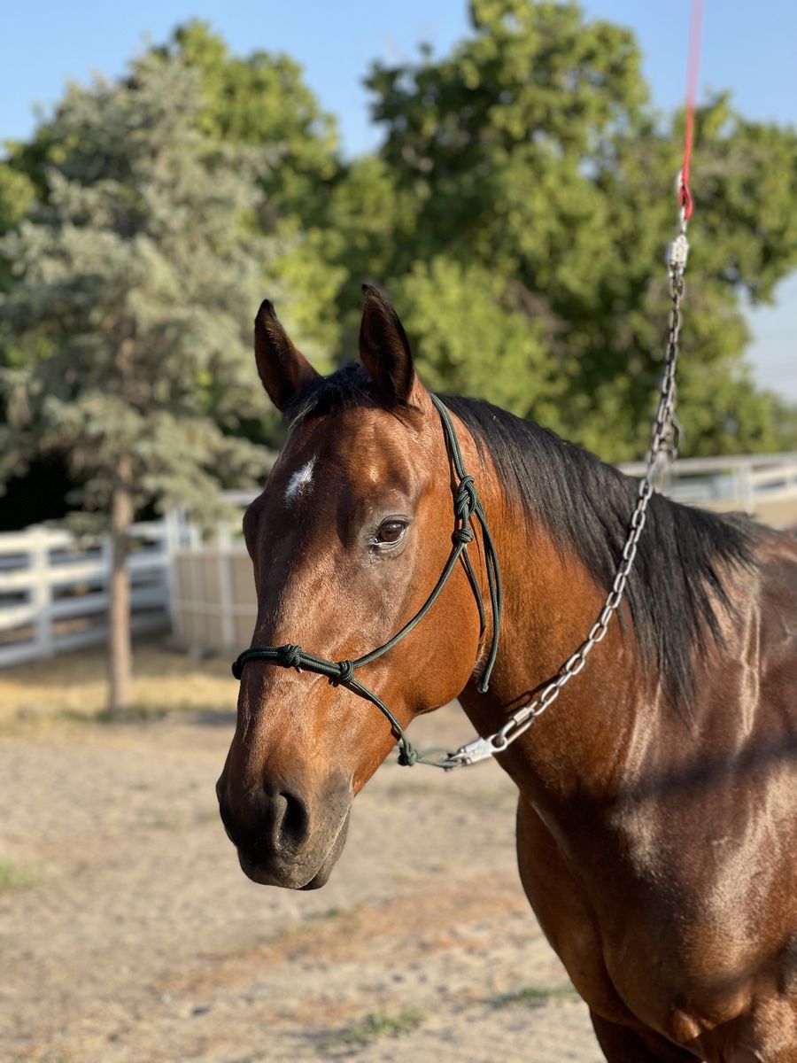 Horse for lease