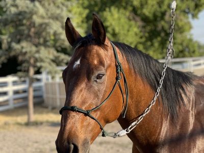 Horse for lease
