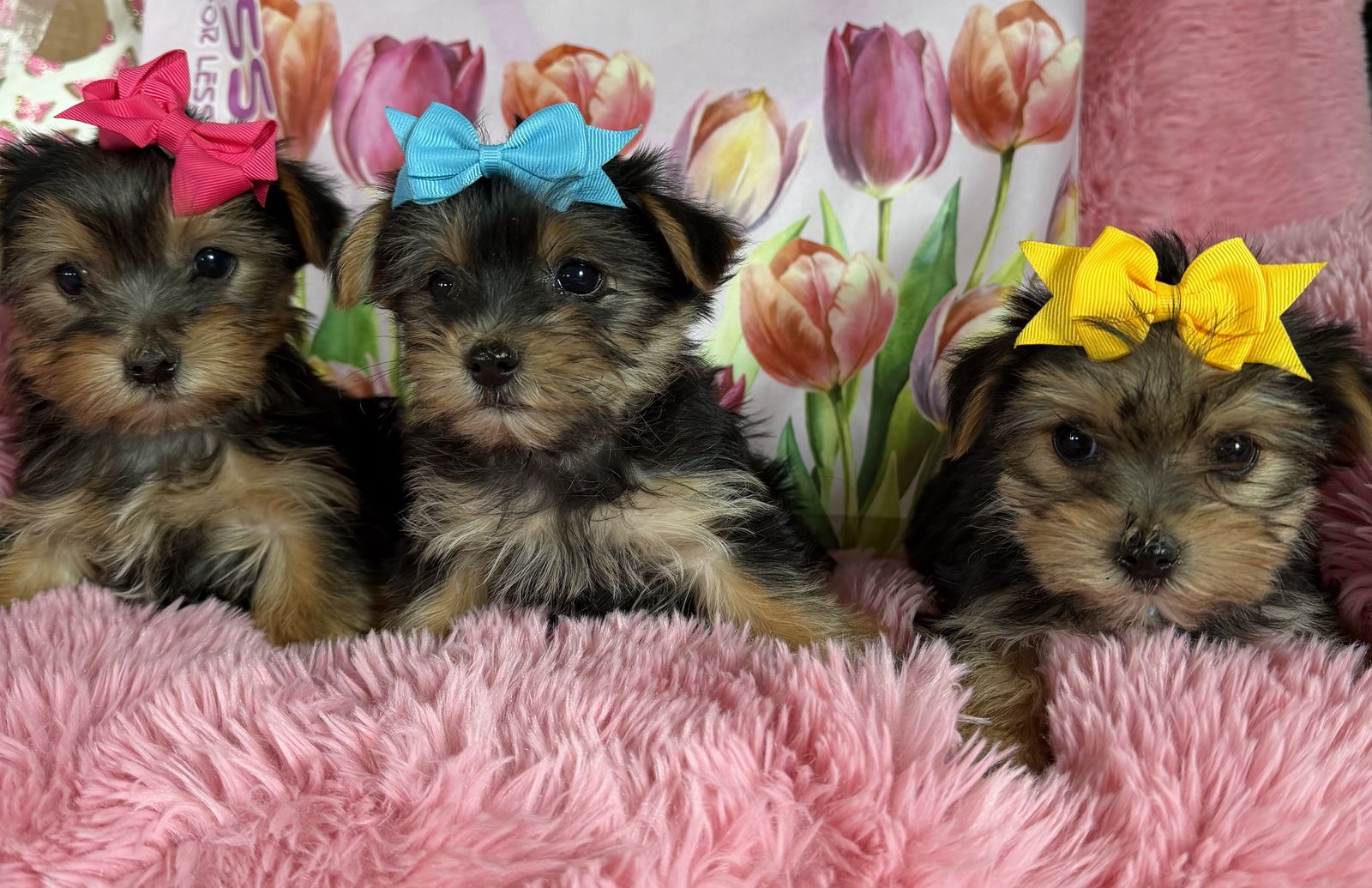 Adorable Purebred Yorkie Puppies Yorkies