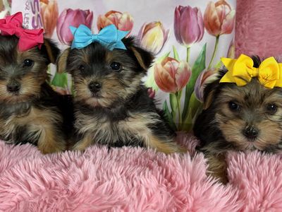 Adorable Purebred Yorkie Puppies Yorkies