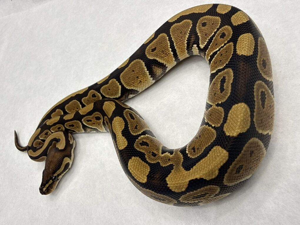 Black head DH DG Hypo