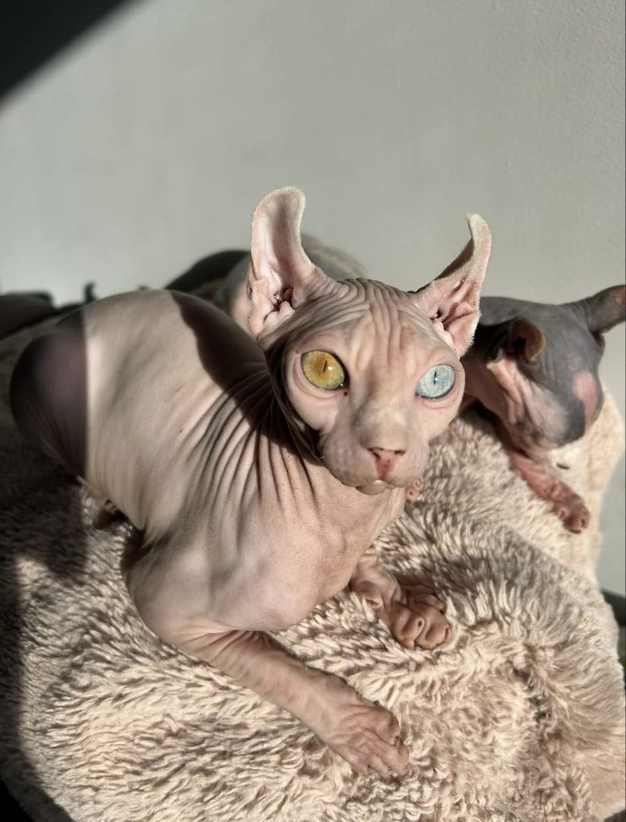 TICA Russian imported odd eye, elf ear, Sphynx