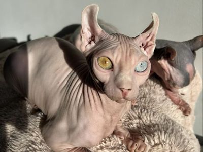 TICA Russian imported odd eye, elf ear, Sphynx