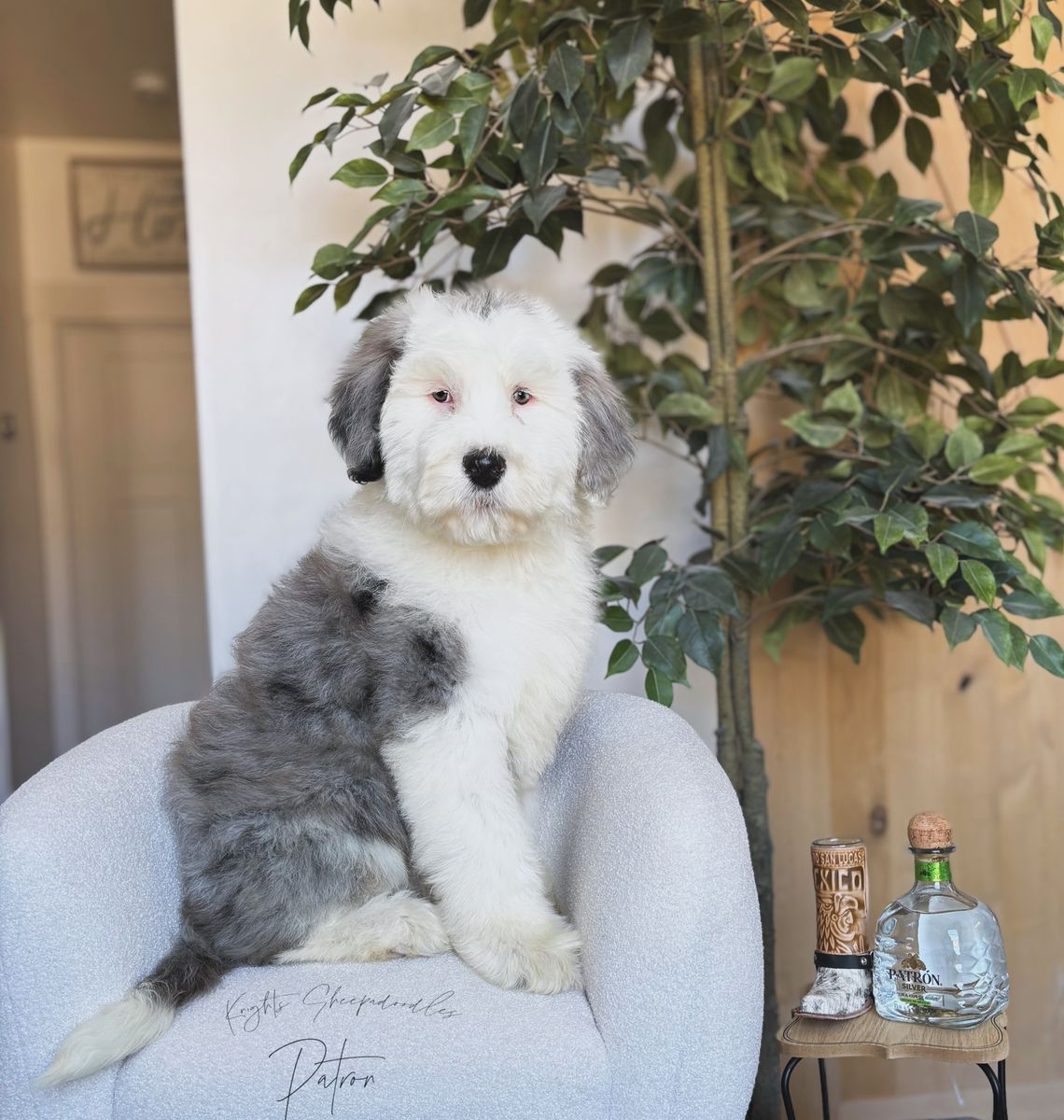 Standard Sheepadoodle
