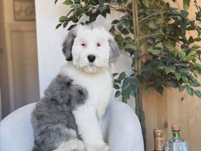 Standard Sheepadoodle
