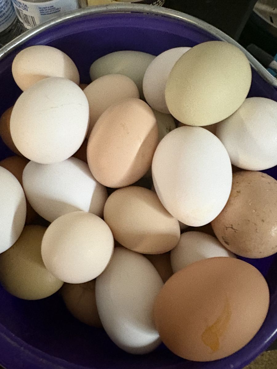 Chicken Hatching Eggs