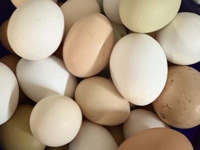 Chicken Hatching Eggs