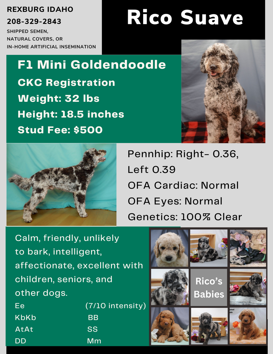 Merle Golendoodle Golden Doodle Stud Poodle 32lbs Health Tested Clear