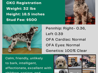 Merle Golendoodle Golden Doodle Stud Poodle 32lbs Health Tested Clear