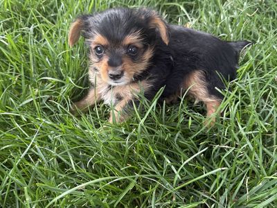 AKC Male Yorkie