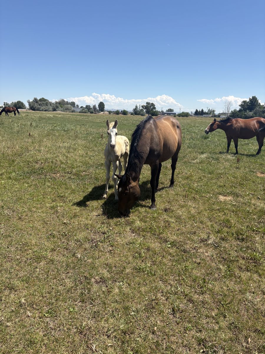 2026 PAPERED WEANLING PROSPECTS