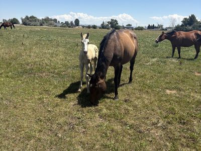 2026 PAPERED WEANLING PROSPECTS