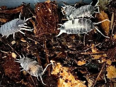 Oreo Crumble Isopods