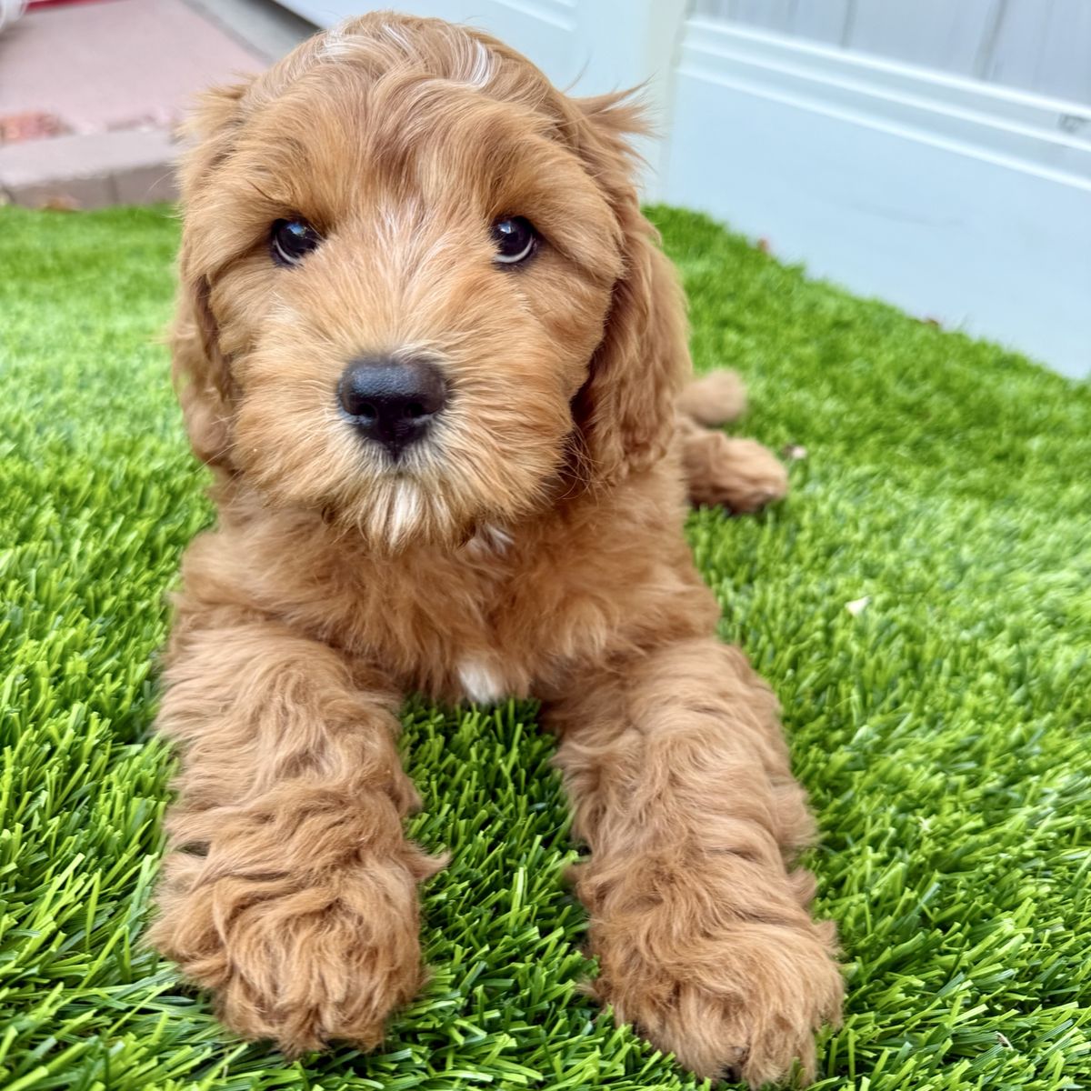 Exceptional Cavapoo Puppies-Health-Tested Parents-Puppy Preschool