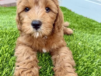 Exceptional Cavapoo Puppies-Health-Tested Parents-Puppy Preschool