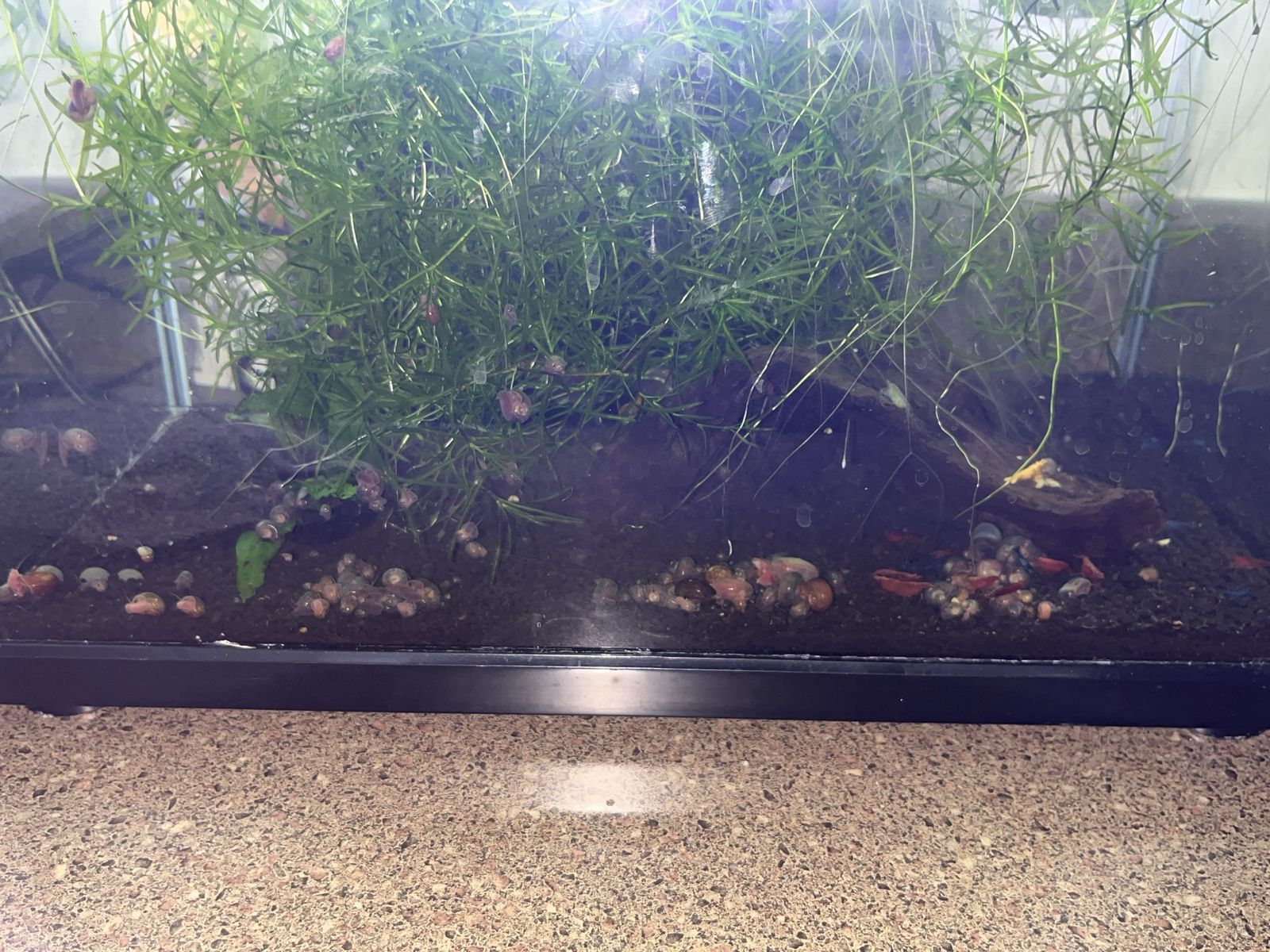 Bunch of snails up for grabs