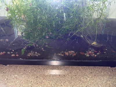 Bunch of snails up for grabs
