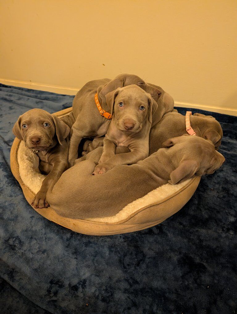 Weimaraner Puppies