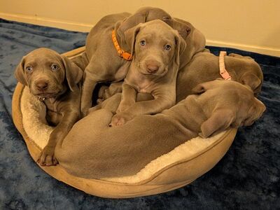Weimaraner Puppies
