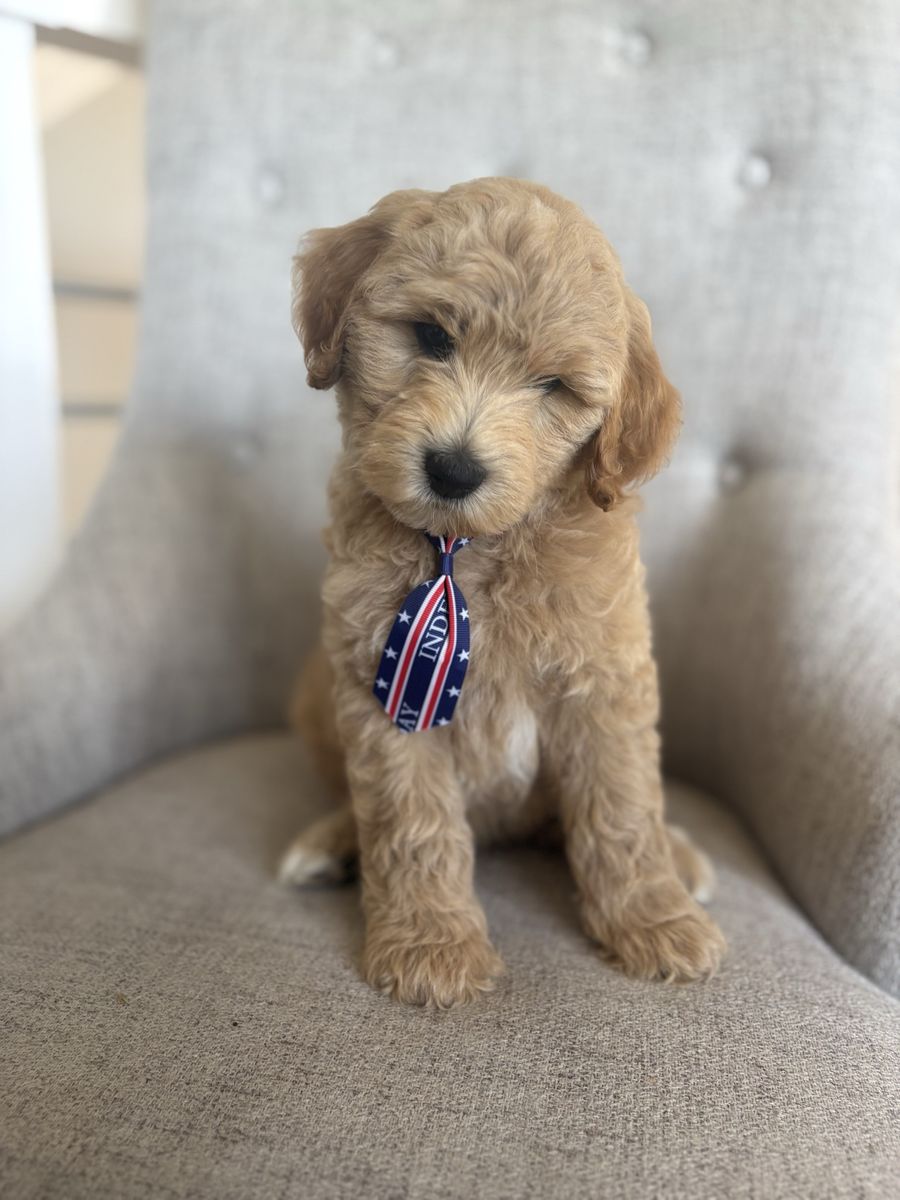 Mini Goldendoodles