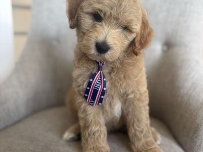 Mini Goldendoodles
