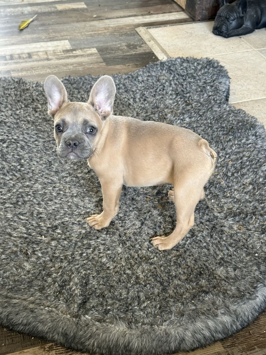 AKC Blue French Bulldog puppy