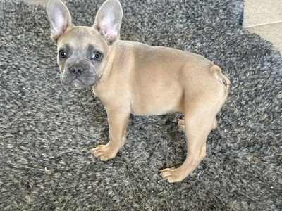 AKC Superior Quality French Bulldog