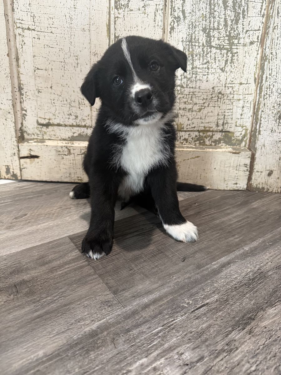 Puppies ready to go!