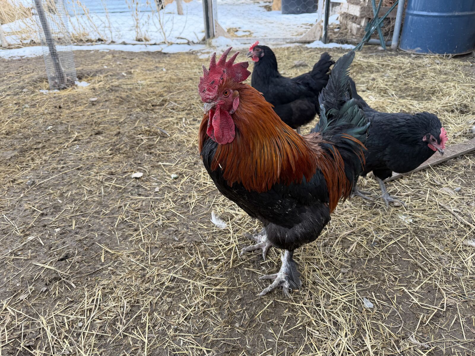 Black Copper Maran Roosters