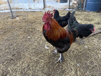 Black Copper Maran Roosters